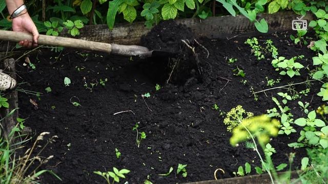 Июль полезные советы от Хитсад ТВ. Сажаем Дайкон на зиму. смотреть онлайн