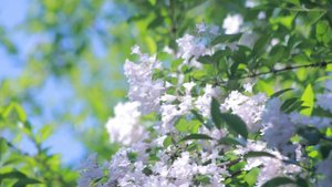 Most Beautiful Flowers  Planet Earth Amazing Nature Scenery & The Best Relax Music keep enjoy