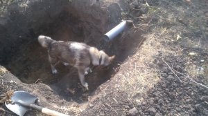 маламут в доме