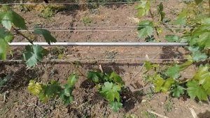 Формирование однолетних, двухлетних и трехлетних кустов винограда в начале сезона/ Май 2020/