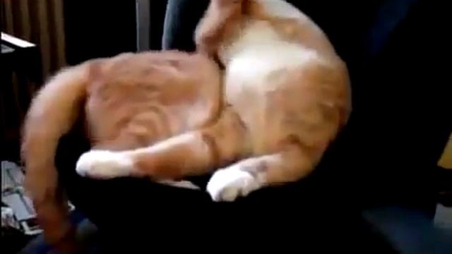 ДАЖЕ ОЧЕНЬ СМЕШНО ДО СЛЕЗ Про животных смотреть онлайн