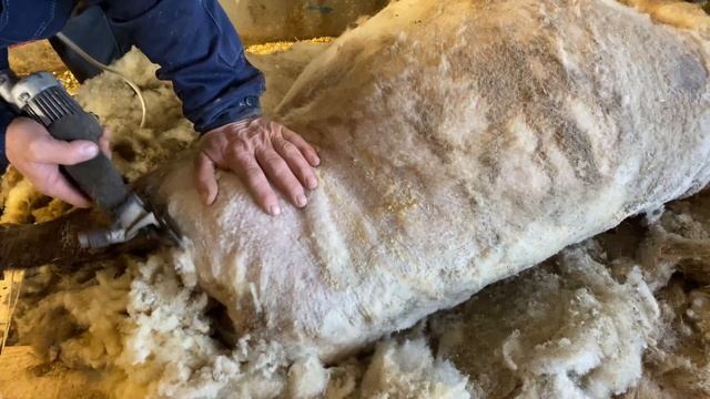Стрижка овец зимой. Обработка копыт мрс. смотреть онлайн