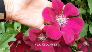 Клематис Руж Кардинал и Пурпул Плена Элеганс. Принимаю заказы на 2х летние саженцы.