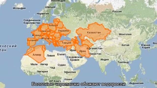 Черепаха болотная — кто такие, чем питаются и как за ними ухаживать