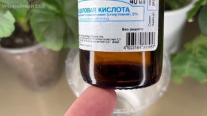 В Сентябре Капаю под Все Домашние Цветы - вмиг оживают и пышно цветут очень долго!