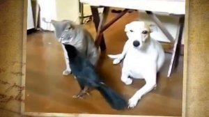 Ворона кормилица. Домашняя ворона