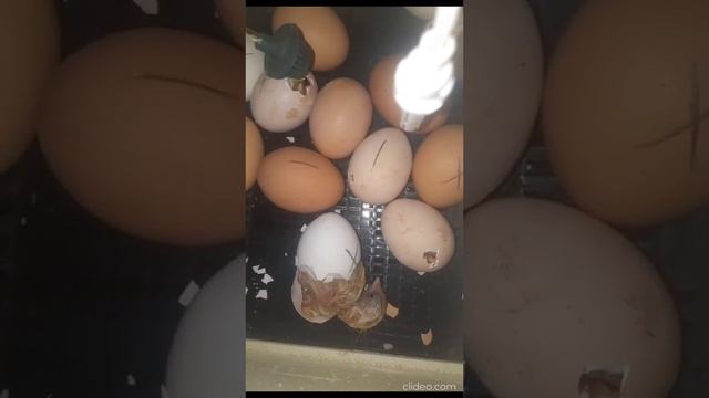 Вылупление цыплёнка!?/Как это происходит?