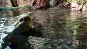 Крокодил в Океанариуме Питера