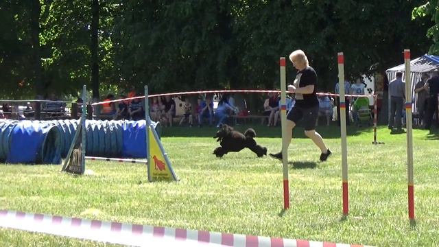 Исаева Елена и пудель Лапс. А1 вторая трасса. смотреть онлайн