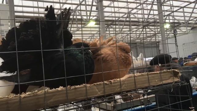 "Голубиный рай" на Белой Даче 13.04.2019 смотреть онлайн