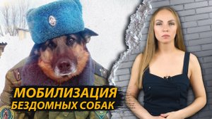 Мобилизация бездомных собак