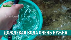 Дождь приносит радость дачнику. Сбор дождевой воды для полива томатов. Без дождя ничего не вырастить