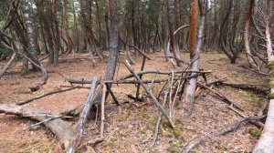 Пьяный лес. Шиловский район, Рязанская область. Танцующий лес