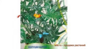 Филодендрон селло Филодендрон селло ? обзор: как сажать, семена филодендрона Филодендрон селло