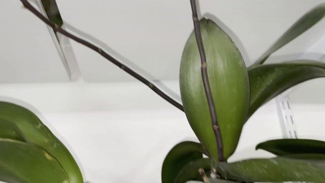 Орхидеи у меня дома!! смотреть онлайн