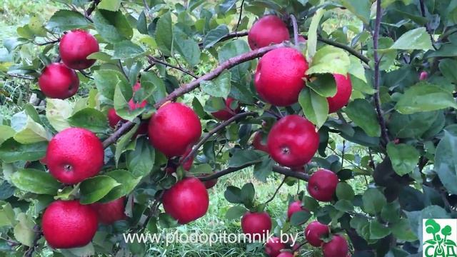Яблоня сорт Фридом смотреть онлайн