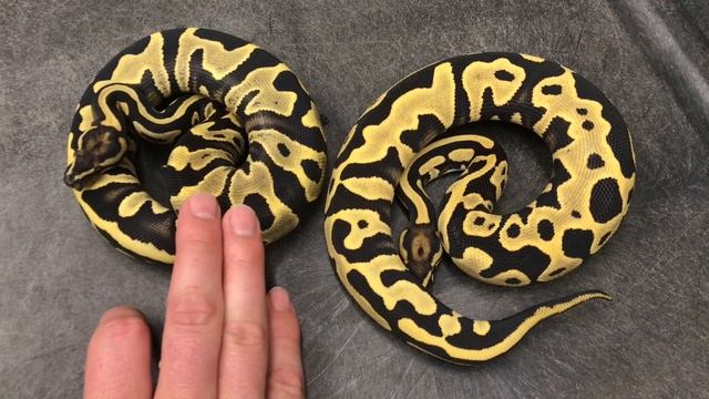 Is THIS the SUPER LEOPARD Ball Python?!