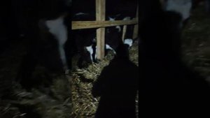 Красно пестрые Галштины. Нетели. Дома)))