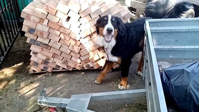 Берны на стройке. смотреть онлайн