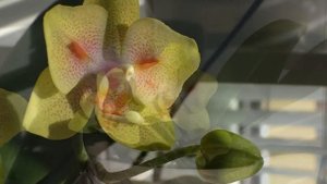 Бомбезное цветение орхидеи Грин Бэтмен, Прэтти Романс / Phal. Green Batman Phal. Pretty Romance