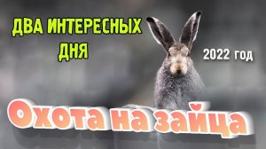 Охота на зайца 2022. Три дня охоты, два из которых были удачными. Hunting for ha.mp4