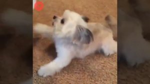 Самая милая сабачка