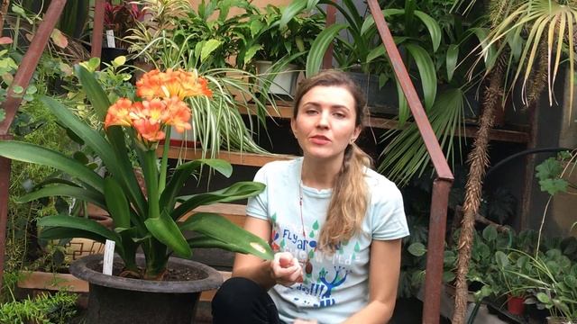 КЛИВИЯ уход в домашних условиях ? КАК ЗАСТАВИТЬ ЦВЕСТИ КЛИВИЮ