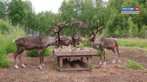 Животные, обитающие в лесах Нижегородской области