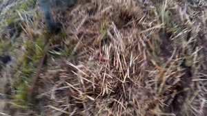 Волок - День 8 (Кровяной след) - Натаска щенка дратхаара