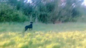 Натаска дратхаара