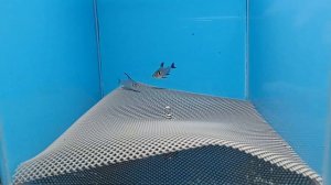 Начался нерест орнатусов.