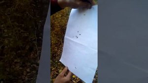 Сайга, пробуем стрелять разными по весу пулями (вес пороха в патронах одинаковый)