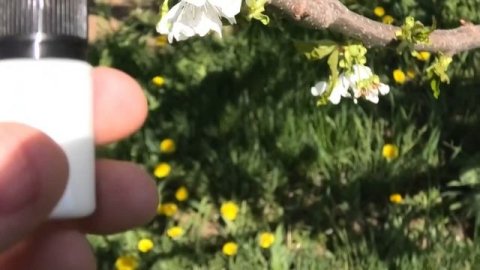СРОЧНАЯ ОБРАБОТКА сада ОТ ЦВЕТОЕДА без вреда опылителям.
