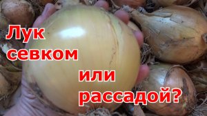 Лук севком с осени или весной, севком или семенами через рассаду. Какой способ посадки лука выбрать