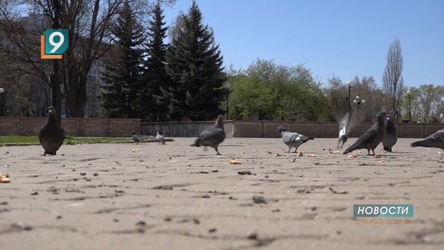 В Белгородском регионе возможны вспышки птичьего гриппа смотреть онлайн