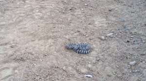 Rattlesnake; Neonate; 'Newborn'  - File #19