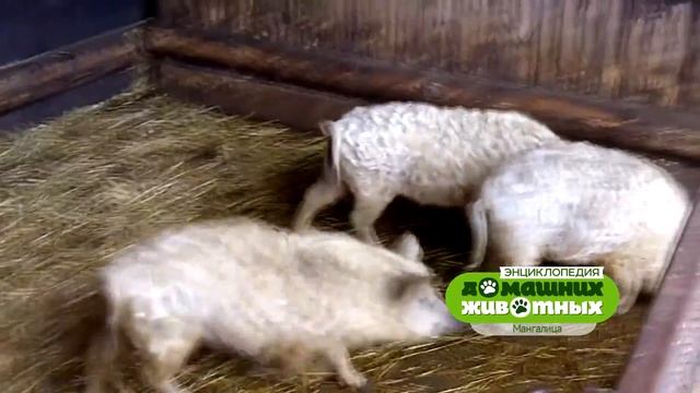 Энциклопедия домашних животных №9 - Мангалица смотреть онлайн