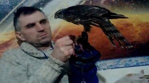 Как кормить ястреба перепелятника? Ястреб Перепелятник Выноска и Обучение часть 3