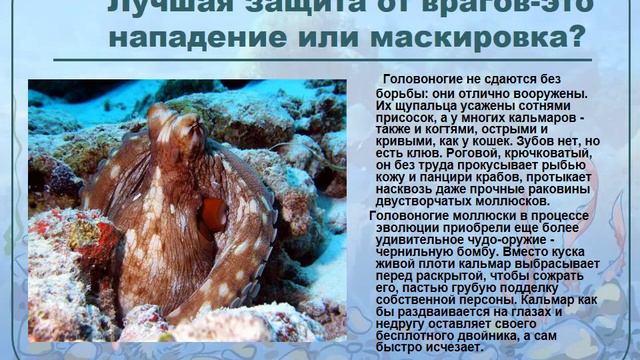 golovonogie mollyuski смотреть онлайн