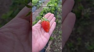 Клубника Брилла правильная посадка в Подмосковье в июле. Секреты большого урожая. Клубника в теплиц