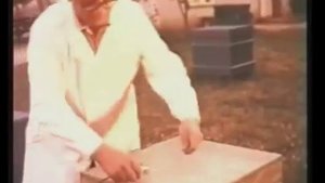 Как получали пчелиный яд в СССР