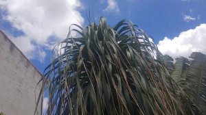 PATAS DE ELEFANTE OU NOLINA BEAUCARNEA RECURVATA.