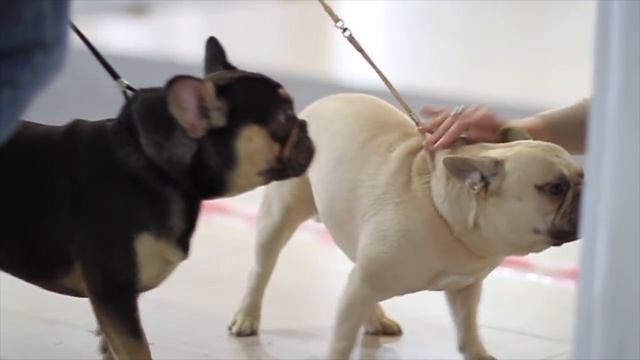 Выставка Royal Bulli Club 03.06.2017 (булли, французский бульдог) смотреть онлайн