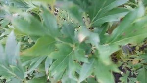 Ито-гибриды осенью. Что делать с этими пионами?