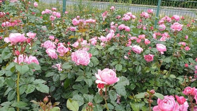 Розы Kордес(Kordes)2021. Часть вторая смотреть онлайн