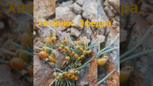 озеро Торма. Бурятия.