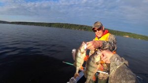 Рыбалка на Чебоксарском водохранилище. Бешеные ОКУНИ. Волга, Шомиково. (2)