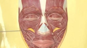 МК НИУ БелГУ Анатомия Мышцы головы