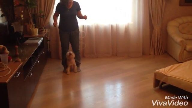 Вест Хайленд Уайт Терьер дрессировка. 14 месяцев. West highland white terrier training. 14 mounth. смотреть онлайн