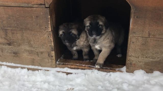 Щенки от кавказской овчарки и алабая смотреть онлайн